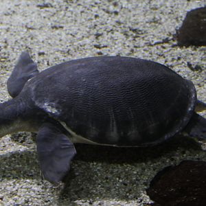 Pig-nosed turtle