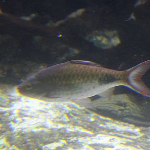 Fish ID