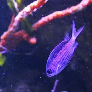 Blue chromis - Chromis cyanea
