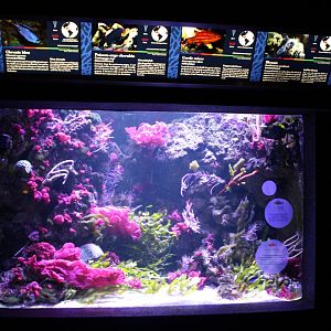 Coralfish tank