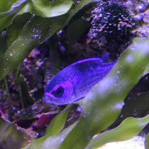 Blue chromis - Chromis cyanea