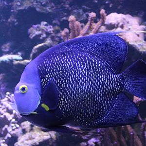French angelfish - Pomacanthus paru