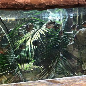 Red-Bellied Piranha Tank at Tropical World (March 2019)