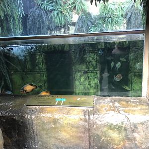 The Main Tank at Tropical World (March 2019)