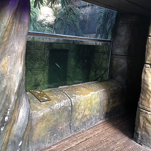 The Main Tank at Tropical World (March 2019)