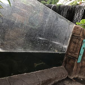 Waterfall Underwater Viewing at Tropical World (March 2019)