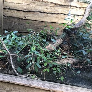 Boa Constrictor Enclosure at Tropical World (March 2019)