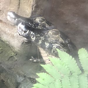 Cuvier's Dwarf Caimans at Tropical World (March 2019)