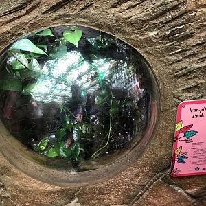 Vampire Crab Orb Enclosure at Tropical World (March 2019)