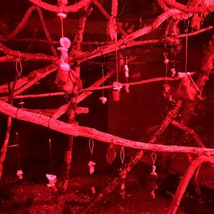 Bat Enclosure at Tropical World (March 2019)