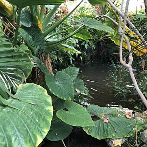 Koi Pond at Tropical World (July 2020)