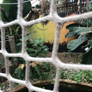 Morelet's Crocodile Enclosure at Tropical World (July 2020)