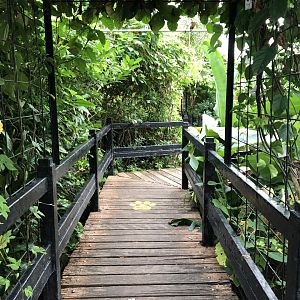 General View of Butterfly House at Tropical World (July 2020)