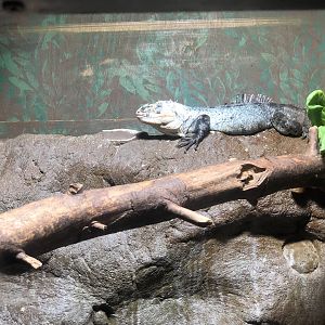Utila Spiny-tailed Iguana Enclosure at Tropical World (July 2020)
