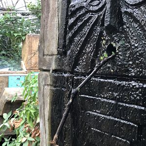 Leafcutter Ants at Tropical World (July 2020)