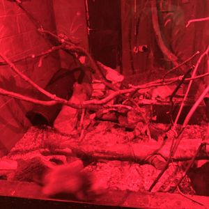 Northern Luzon Giant Cloud Rat Enclosure at Tropical World (July 2020)