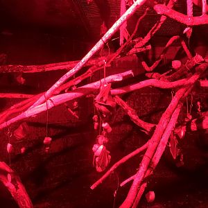 Bat Enclosure at Tropical World (July 2020)