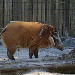 Red River hog (Potamochoerus porcus) (07/22)