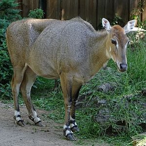 Nilgai (Boselaphus tragocamelus) female (07/22)