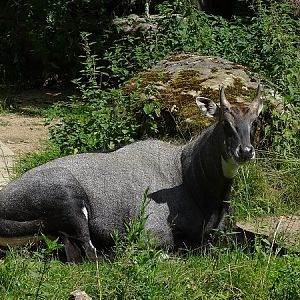 Nilgai (Boselaphus tragocamelus) male (07/22)