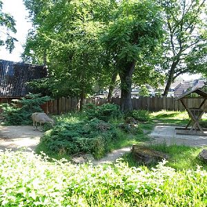 Enclosure for nilgai (07/22)