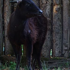 Mountain anoa (Bubalus quarlesi) (07/22)