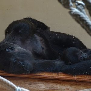 Western lowland gorillas (Gorilla g. gorilla) (07/22)