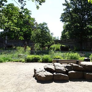 Gorilla outdoor enclosure (07/22)