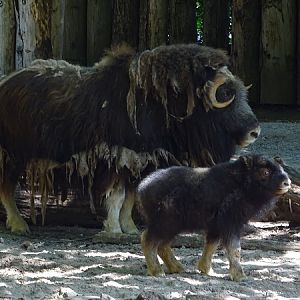 Greenland musk ox (Ovibos moschatus wardi) (07/22)