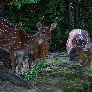 Axis deer (Axis axis)(07/22)