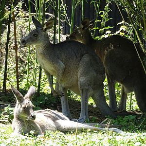 Eastern grey kangaroo (Macropus giganteus)(07/22)