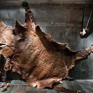 Saola Skin, Zoologisk Museum  København