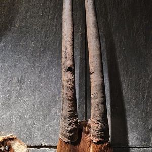 Saola Horns, Zoologisk Museum  København