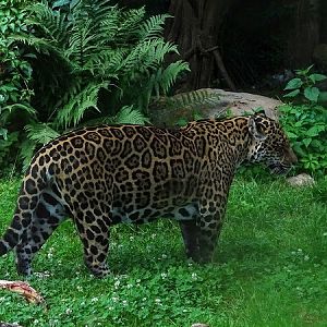 Jaguar (Panthera onca) (07/22)