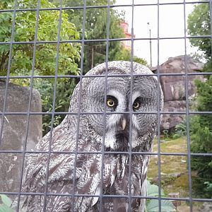 Great Grey owl (strix nebulosa)
