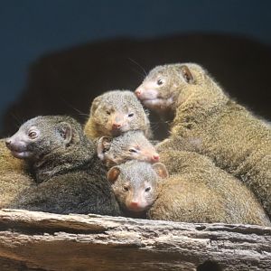 Regenstein Small Mammal-Reptile House - Dwarf Mongoose