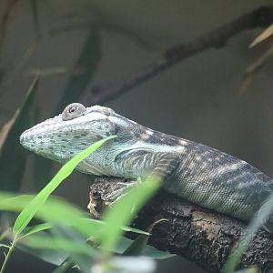 Regenstein Small Mammal-Reptile House - Oriente Knight Anole