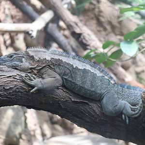 Regenstein Small Mammal-Reptile House - Jamaican Iguana
