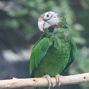 Regenstein Small Mammal-Reptile House - Puerto Rican Parrot