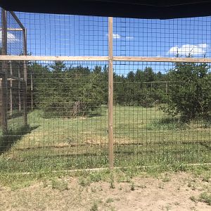 Safari Train Expedition - African Lion Exhibit