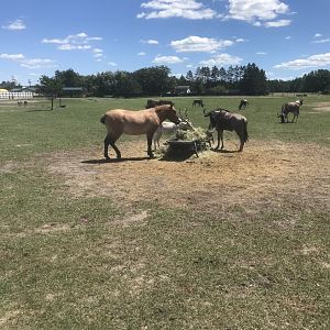 Safari Train Expedition - Przewalski’s Horse, Addax, and Blue Wildebeest