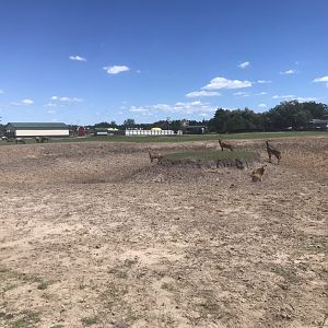 Safari Train Expedition - Mixed Savanna