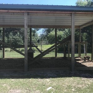 Safari Train Expedition - Japanese Macaque Exhibit
