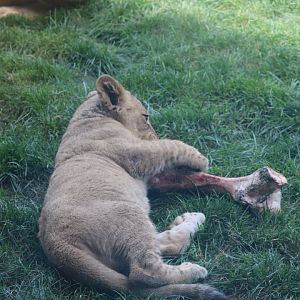 Pepper Family Wildlife Center - African Lion