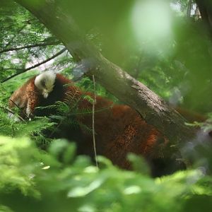 Pepper Family Wildlife Center - Red Panda