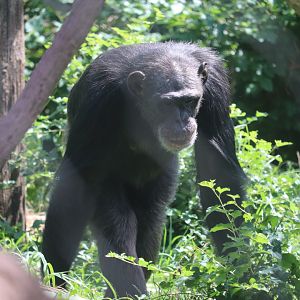Regenstein Center for African Apes - Chimpanzee