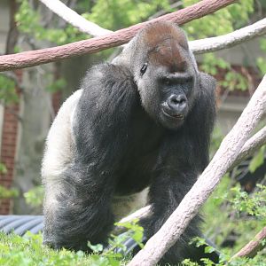 Regenstein Center for African Apes - Western Lowland Gorilla