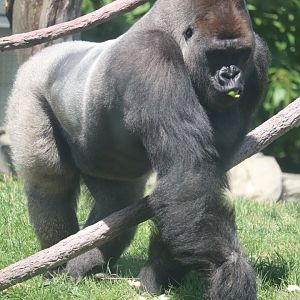 Regenstein Center for African Apes - Western Lowland Gorilla