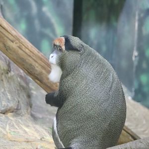 Helen Brach Primate House - DeBrazza's Monkey