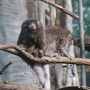 Helen Brach Primate House - Bolivian Gray Titi Monkey